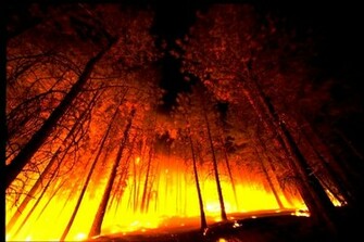 Forest Fire From Below Background Image Wallpaper Or Texture For