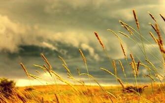 Yellow Background Grass HD Wallpaper Full