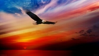 Bald Eagle Background