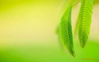 Official Windows Wallpaper