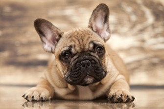 French Bulldog Ends Labrador Retriever Reign As Most Popular Dog