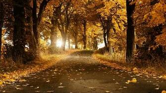 Autumn Background Wallpaper Yellow HD Cc