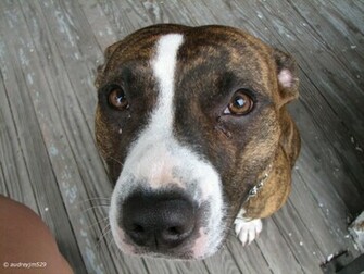 Papel De Parede Pit Bull