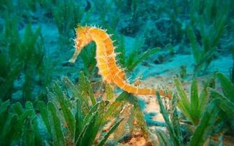 Marine Life Wallpaper