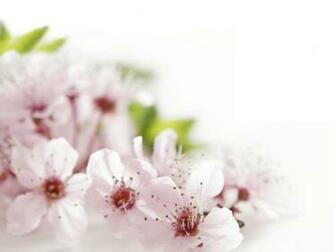 Peach Flowers Wallpaper HD Pictures One