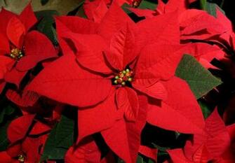 Poinsettia Flower Wallpaper Full Desktop Background