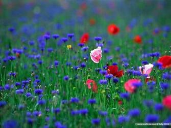 Poppies Poppy Field Flowers Flower
