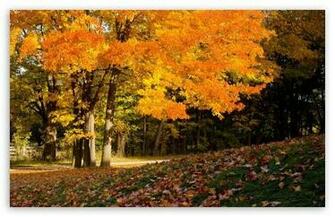 Fall Scene HD Desktop Wallpaper High Definition Fullscreen
