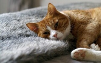Dream Zone Cool Cats Wallpaper