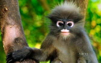 Cute Monkey Computer Wallpaper Desktop Background Id