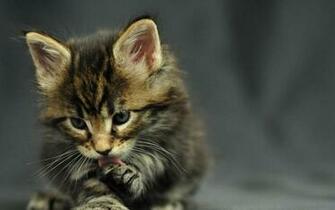 Cute Kitten Wallpaper HD