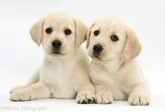 Yellow Labrador Retriever Puppies