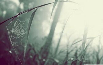 Spider Web Wallpaper Walltor