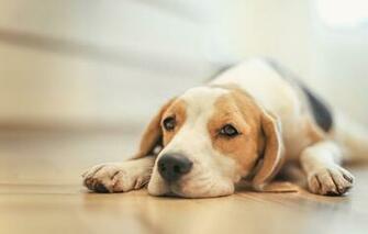 Wallpaper Beagle Dog Dogs Big Pet Animals