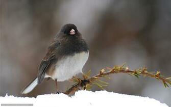 Wallpaper Snow Bird Winter Branch Desktop