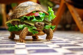 Post Funny Animals Wallpaper