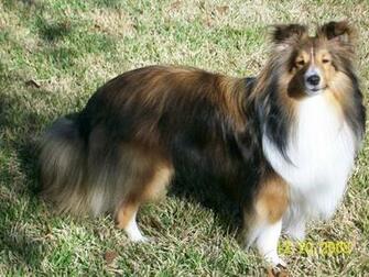 Shetland Sheepdog Wallpaper