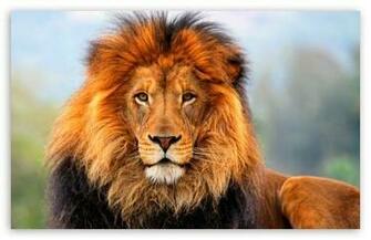 Lion HD Desktop Wallpaper Widescreen Fullscreen Mobile Dual
