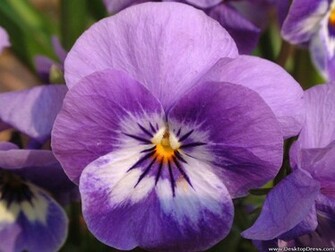 Pin Pansy Flower Wallpaper