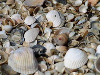 Pieces Seafood Marine Full Frame Shell Still Life Sea Old Clam Wallpaper