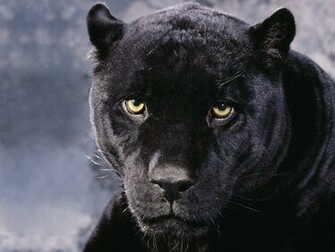 Black Cheetah Wallpaper HD