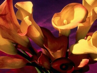 Wallpaper Lilies Flowers