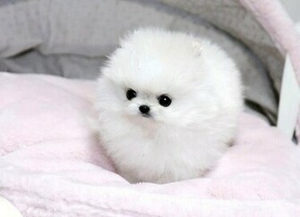 Teacup Pomeranian Desktop Wallpaper Dogbreedswallpaper