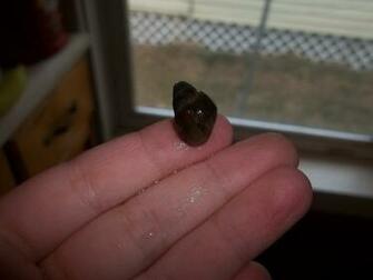Animals Image Gir The Cutest Water Snail In World HD
