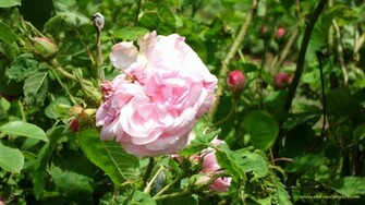 Pink Nature Wallpaper Widescreen HD