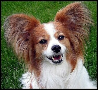 Papillon Wallpaper