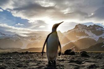 Best Penguin Pictures HD Image