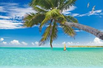 Best Cozumel Wallpaper Reefs