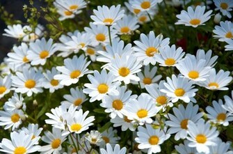 White Daisies HD Desktop Wallpaper