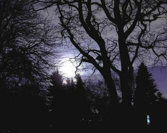Forests Nature Haunted Forest Wallpaper