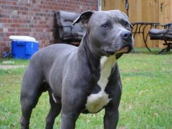 Blue Pitbull Puppies Pensacola Fishing Forum