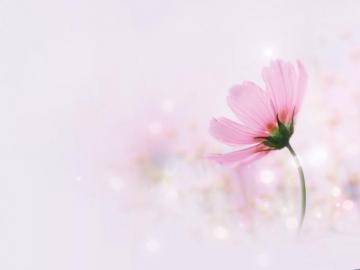 Wallpaper For Elegant Pink Flower Background Rel