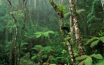 Forest Desktop Wallpaper HD Background