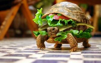 HD Funny Animated Wallpaper For Desktop