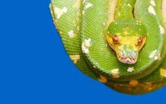 Green Tree Python Wallpaper