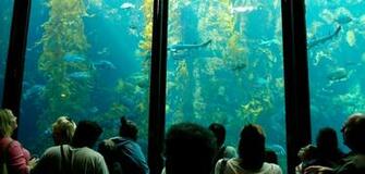 Go Back Gallery For Giant Kelp Forest Wallpaper
