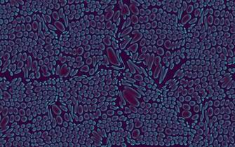 Default Wallpaper Ubuntu Wily Werewolf