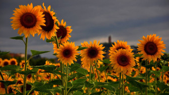 Beautiful Sunflower Field 0pw75trf5HD4qkn3 Wallpaper