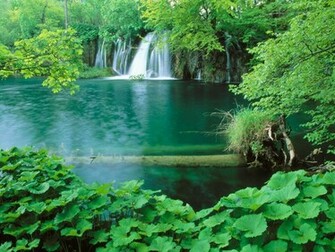 Forest HD Nature Wallpaper 3d