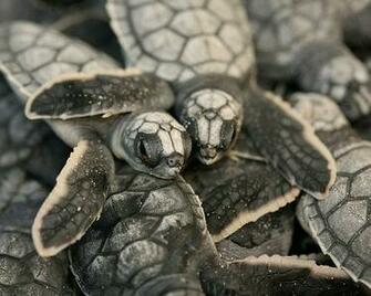Best Photos Share Cute Pictures Of Baby Turtles