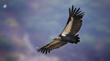 White Rumped Vulture R Wallpaper