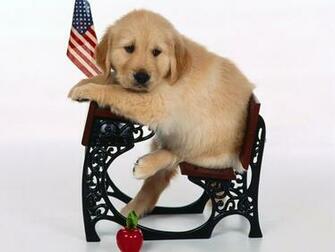 Sooooo Bored Dogs Wallpaper