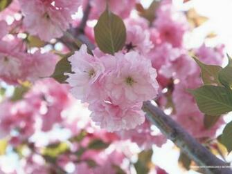 Japanese Cherry Blossom Pictures Wallpaper Wallcoo Net
