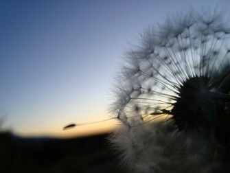 Macro Dandelion Wallpaper Pc