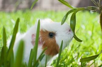 Guinea Pig Computer Wallpaper Desktop Background Id