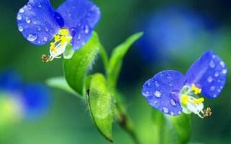 Beautiful Flowers Background Cute Wallpaper HD Desktop